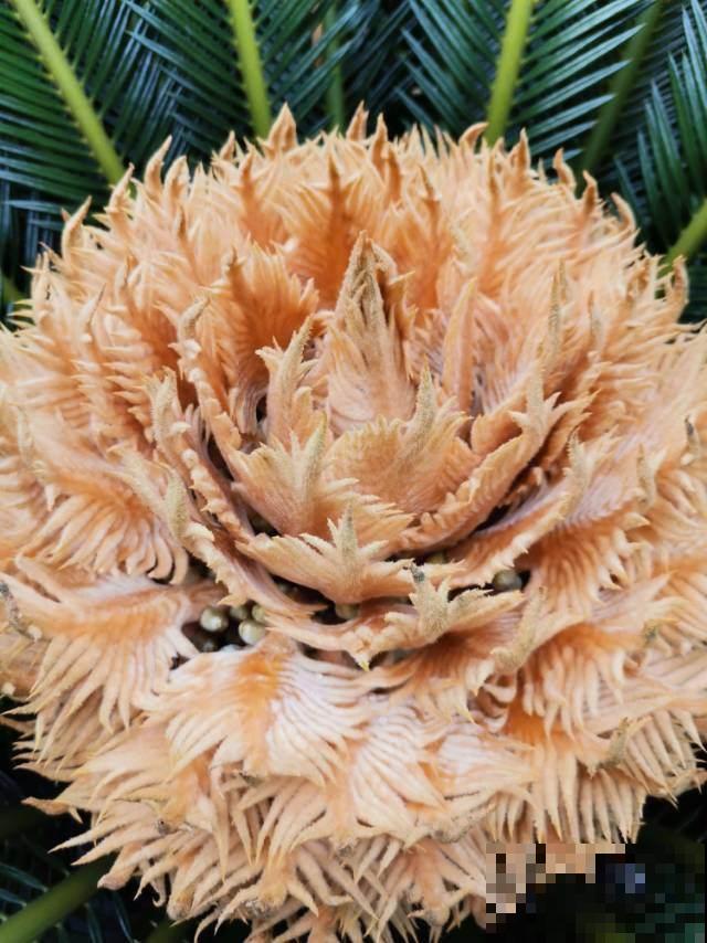 橡皮树也能开花？听说开花有好兆头，真是长见识了