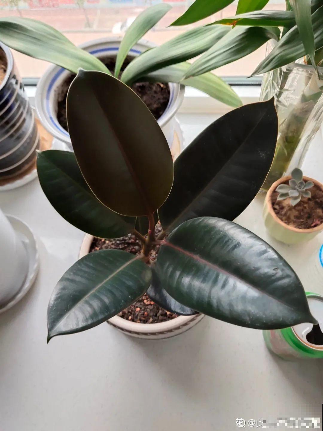 24种花,净化空气最厉害,绿萝竟然倒数! 24种花,净化空气最厉害,绿萝竟然倒数!