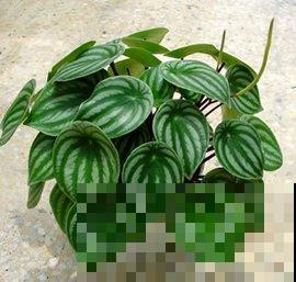 这种植物憨态可掬，耐阴又好养，像是一盆“小西瓜”！