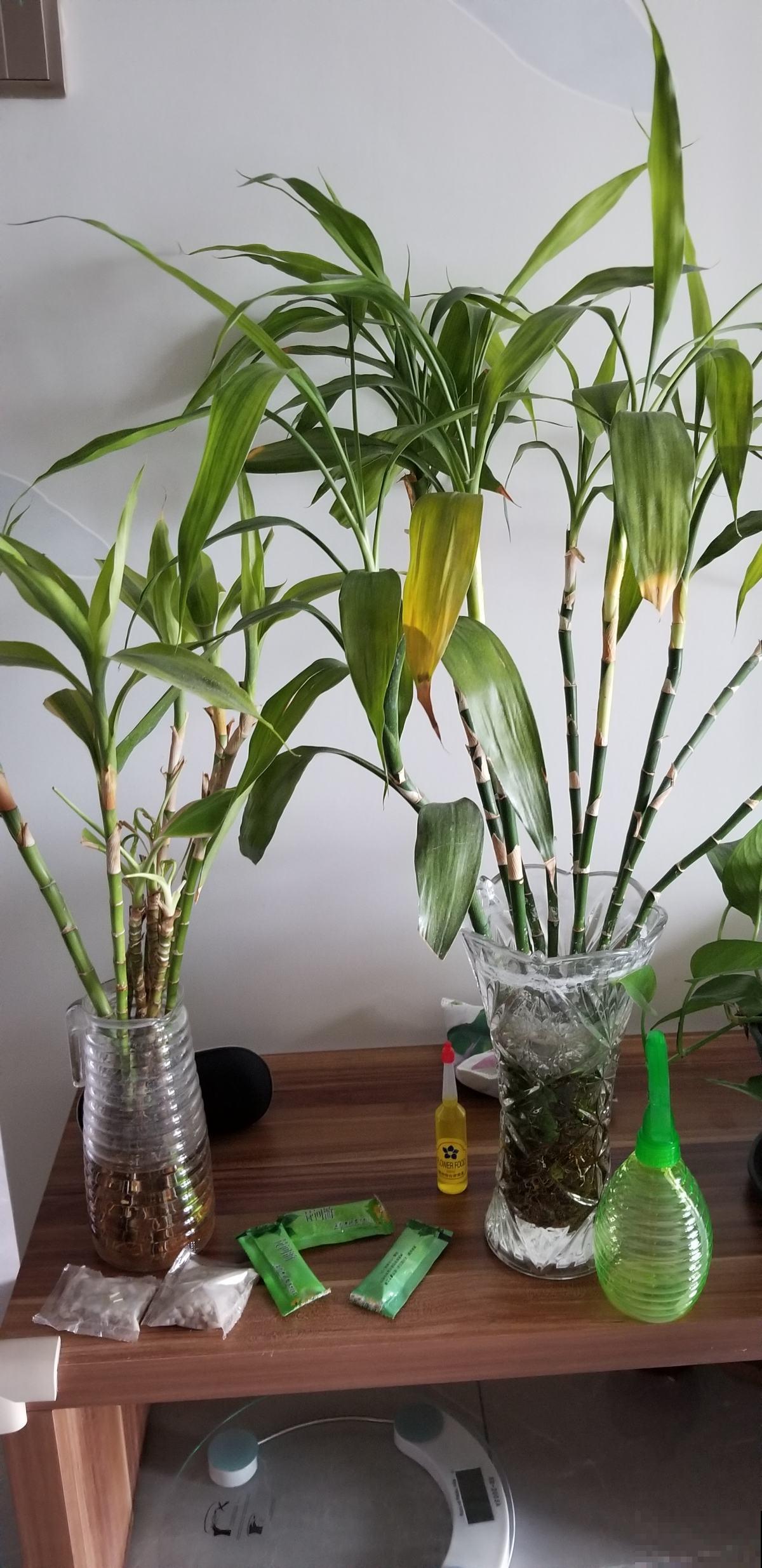 植物土壤黄叶，不光是没浇水导致的，要分情况解决