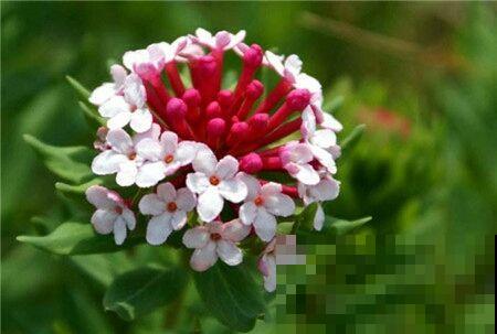 一种毒花要远离，花朵鲜艳含剧毒，却也有“温柔”一面