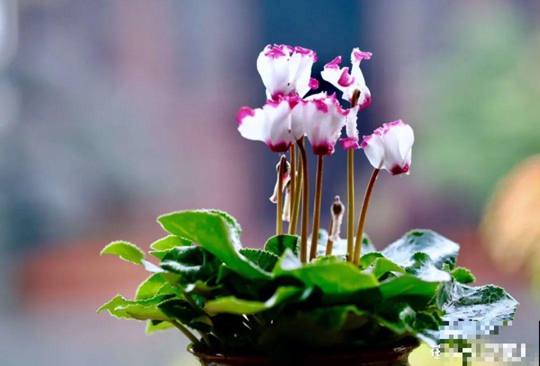 梦想有个院子，养花弄草，过舒心日子！