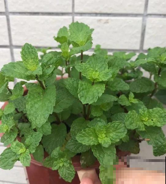 薄荷不会养？教你3个小方法，轻松养爆盆！