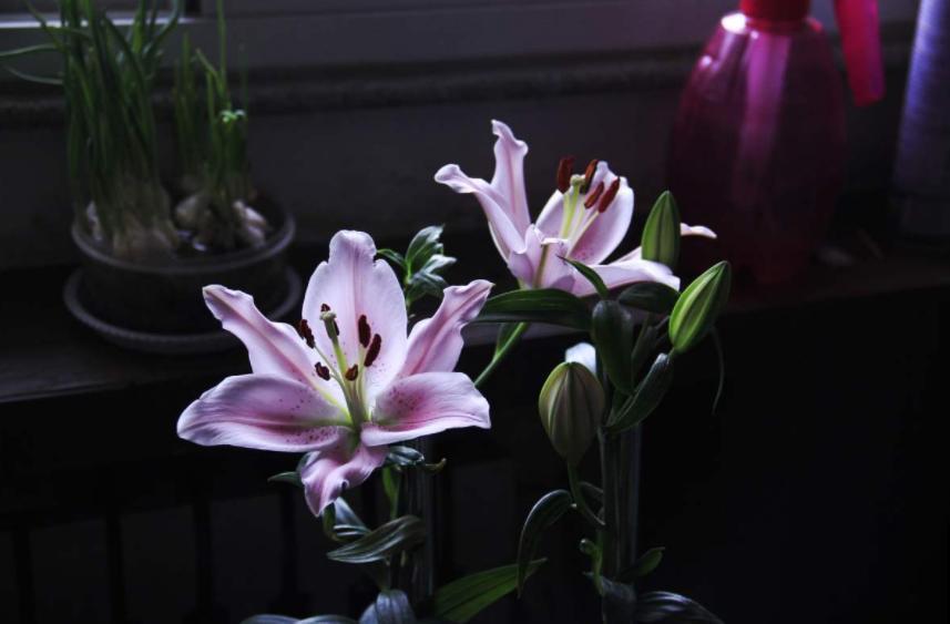 “百合”和“百合”不能混，搞错就麻烦了，品种要分清！