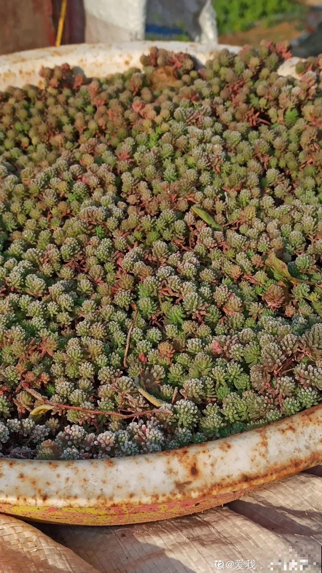 多肉养在大盆里,就是豪横霸气,棵棵大得像白菜 多肉养在大盆里,就是豪横霸气,棵棵大得像白菜