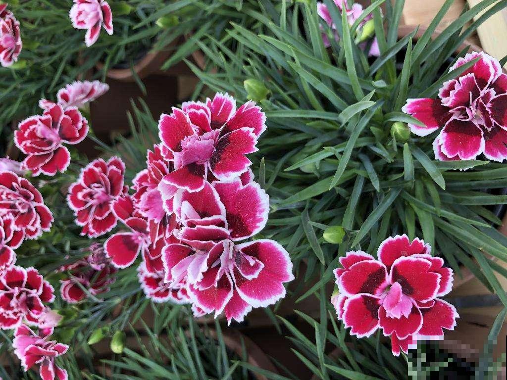 石竹花开花漂亮，养护起来还很简单，家里有院子的一定不要错过！