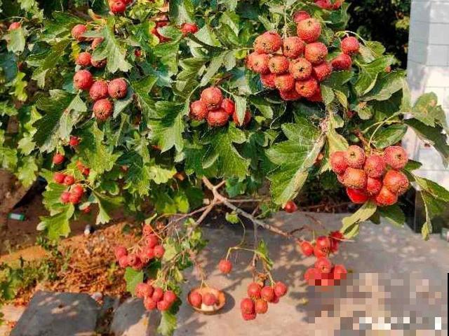 厨房常见的调味品，居然是花，长知识了！