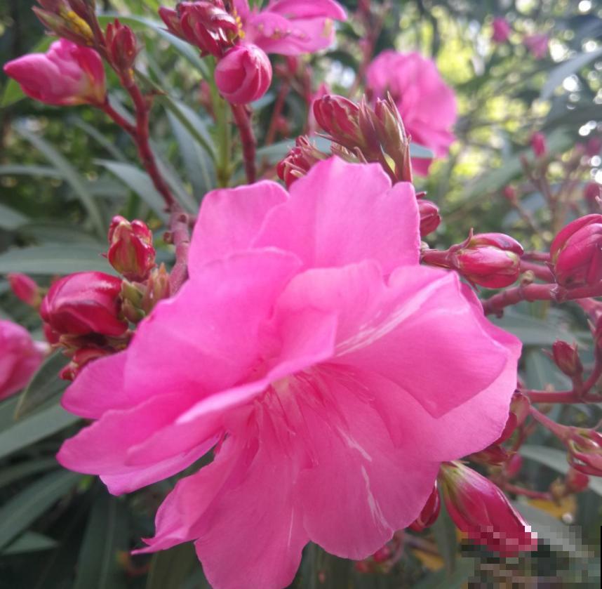 家里的蟑螂太烦人？养上几盆花，“大强”躲得远远的！