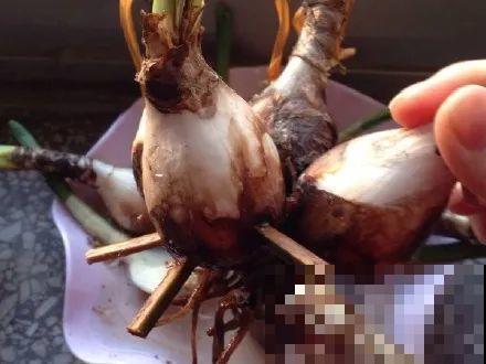 牙签串大蒜，冒充七彩水仙？千万别上当！