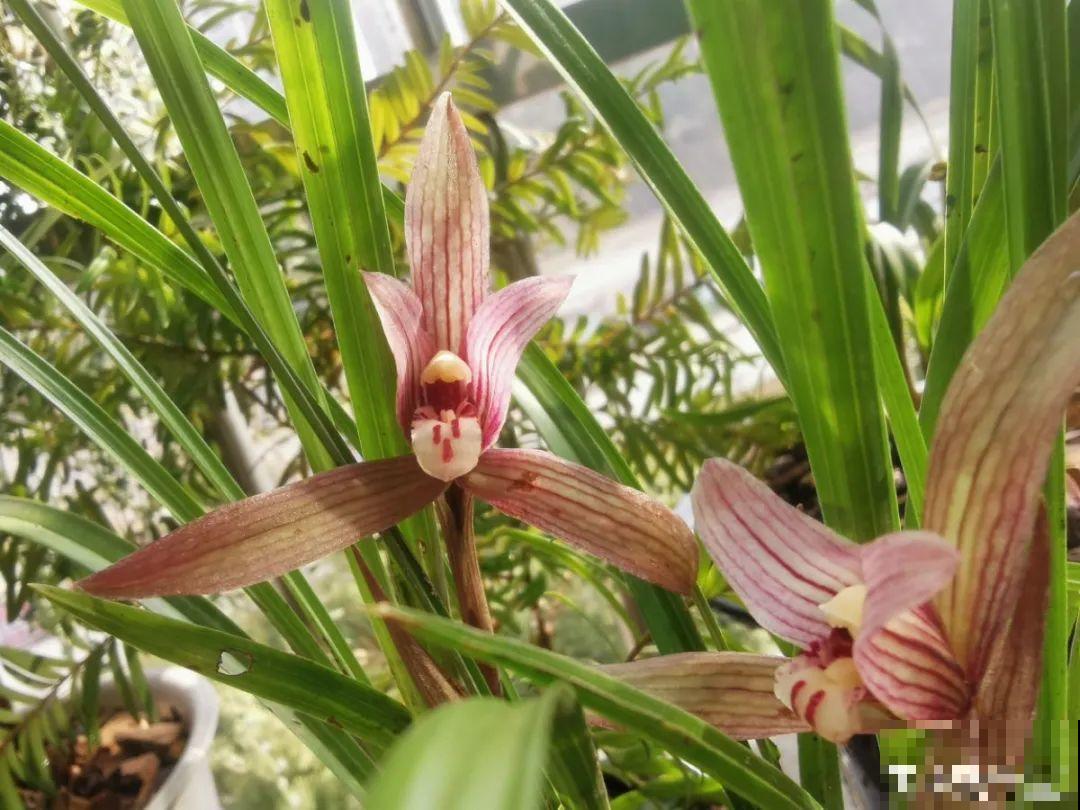 最逗的兰花,开花像人脸,越看越想笑 最逗的兰花,开花像人脸,越看越想笑