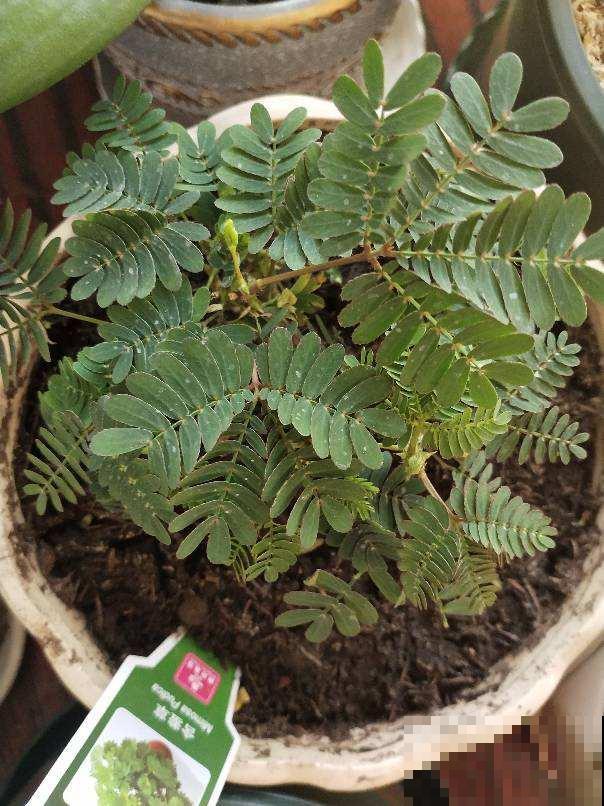 30个有趣的花谜,大多数人猜不对,你猜对了吗? 30个有趣的花谜,大多数人猜不对,你猜对了吗?