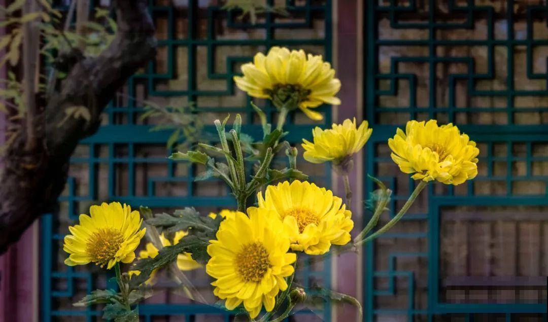 我想有一个,开满花的窗台,每天赏花! 我想有一个,开满花的窗台,每天赏花!