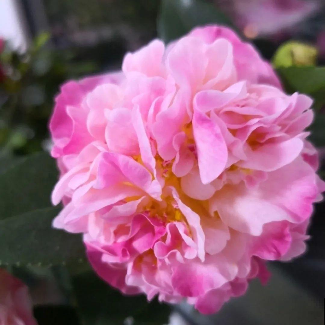 冬天的香水花，养1盆满屋子飘香，千万不要放卧室