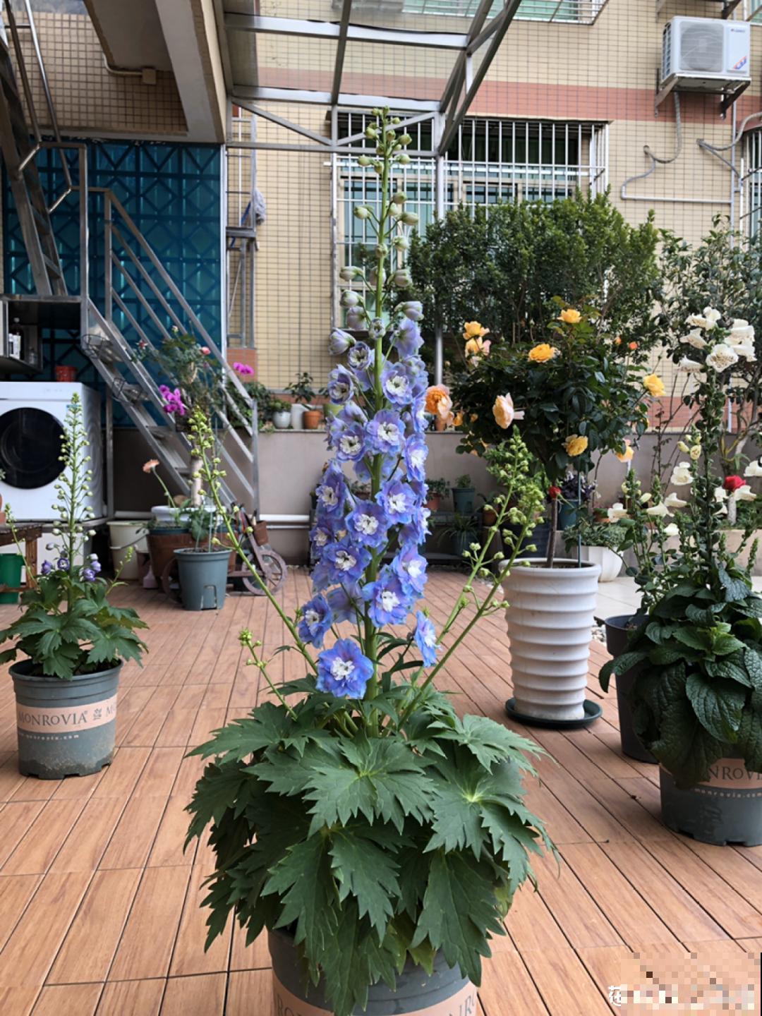 大花飞燕草太美，蓝紫色花朵清新脱俗，开花像只燕子