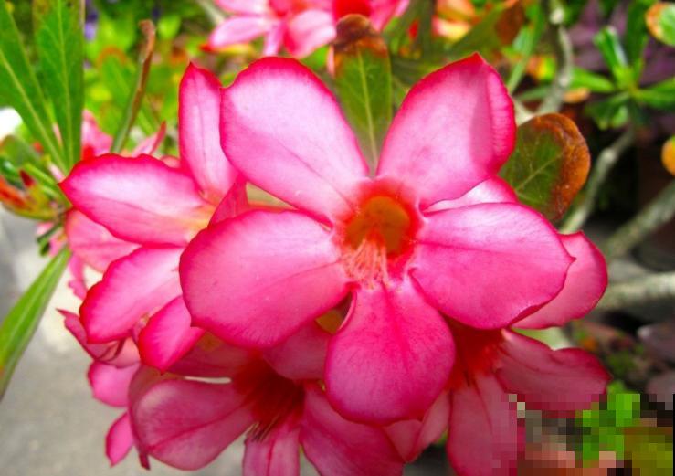 冬天养沙漠玫瑰?4件事千万别干,才能平安度过寒冬! 冬天养沙漠玫瑰?4件事千万别干,才能平安度过寒冬!