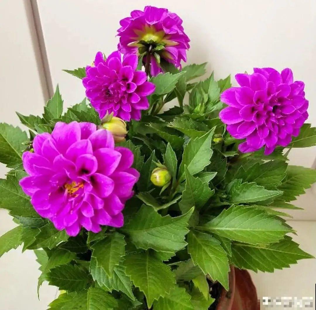 9种娇气花，冬天不要买回家，太难养活了！