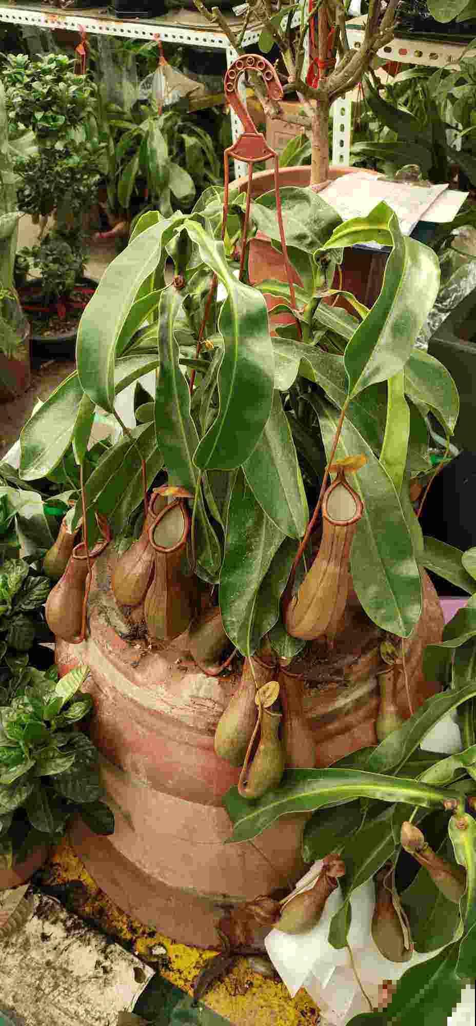 1种花像个“笼子”，还能吃虫子，越看越想笑