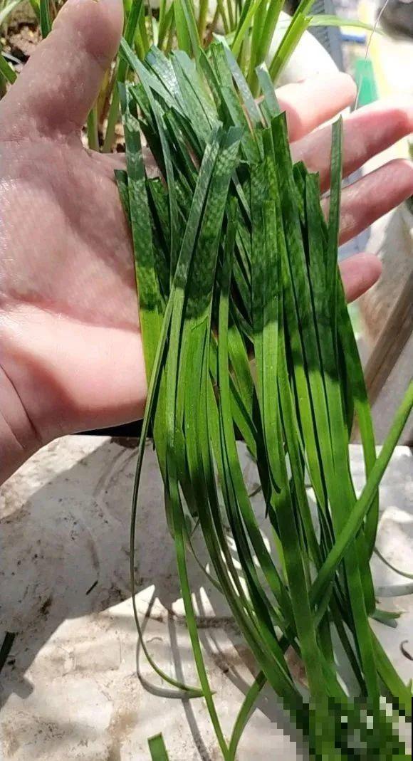 花长得像蔬菜，那也不能吃，有毒的！