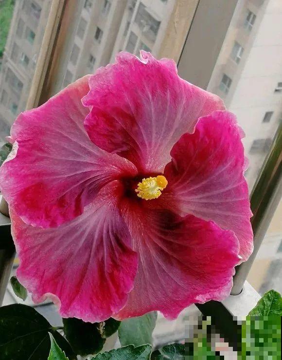 花市10块钱买的花，开花之后身价倍增，真赚了！