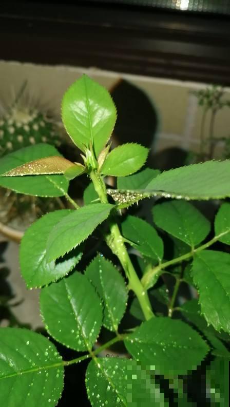 怎样用磷酸二氢钾，才能让植物爆开花？记住3点太重要！