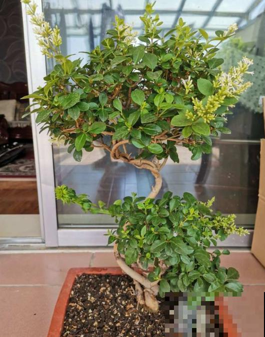 女贞也能养盆景，好修剪、好定型，养一盆不亏！