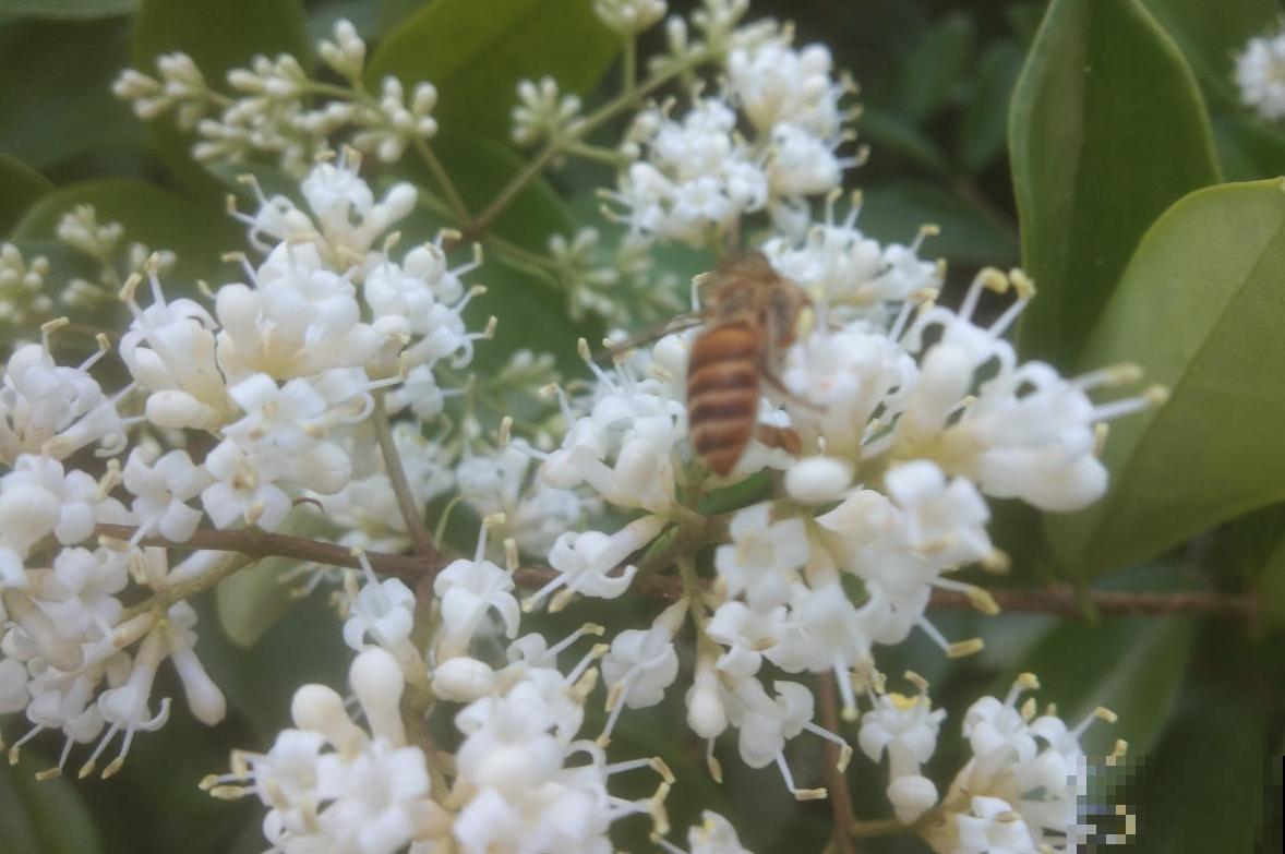 女贞也能养盆景，好修剪、好定型，养一盆不亏！