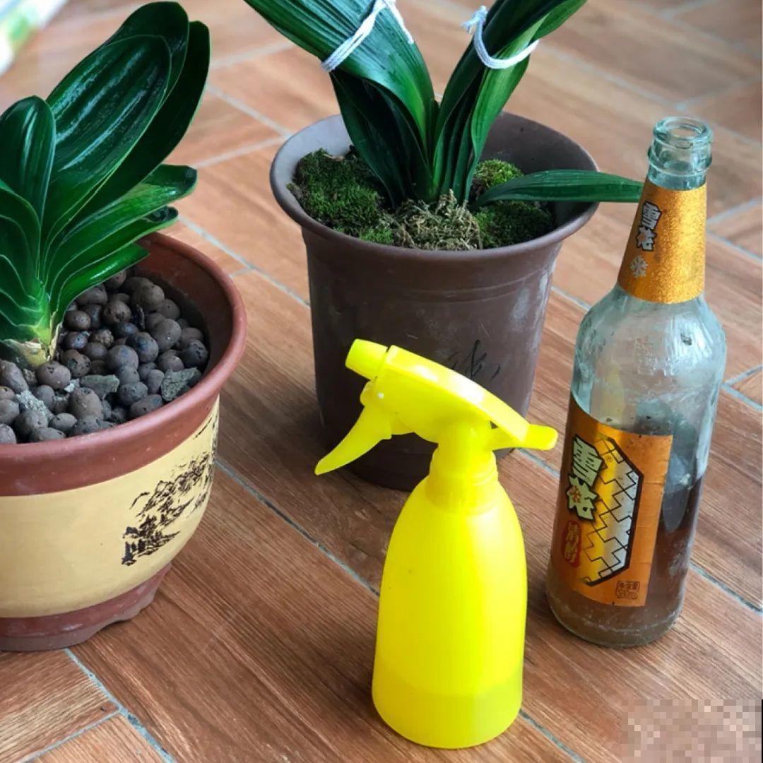 自制“增亮剂”，给花叶子擦一擦，亮的照人影