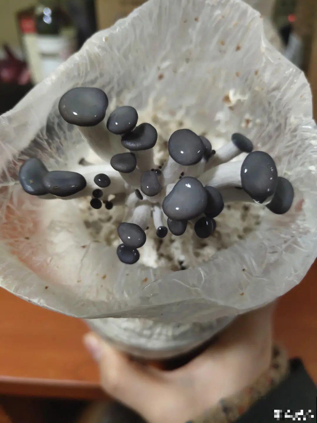 在家找个泡沫箱，撒把种子种蔬菜，不用出门买菜