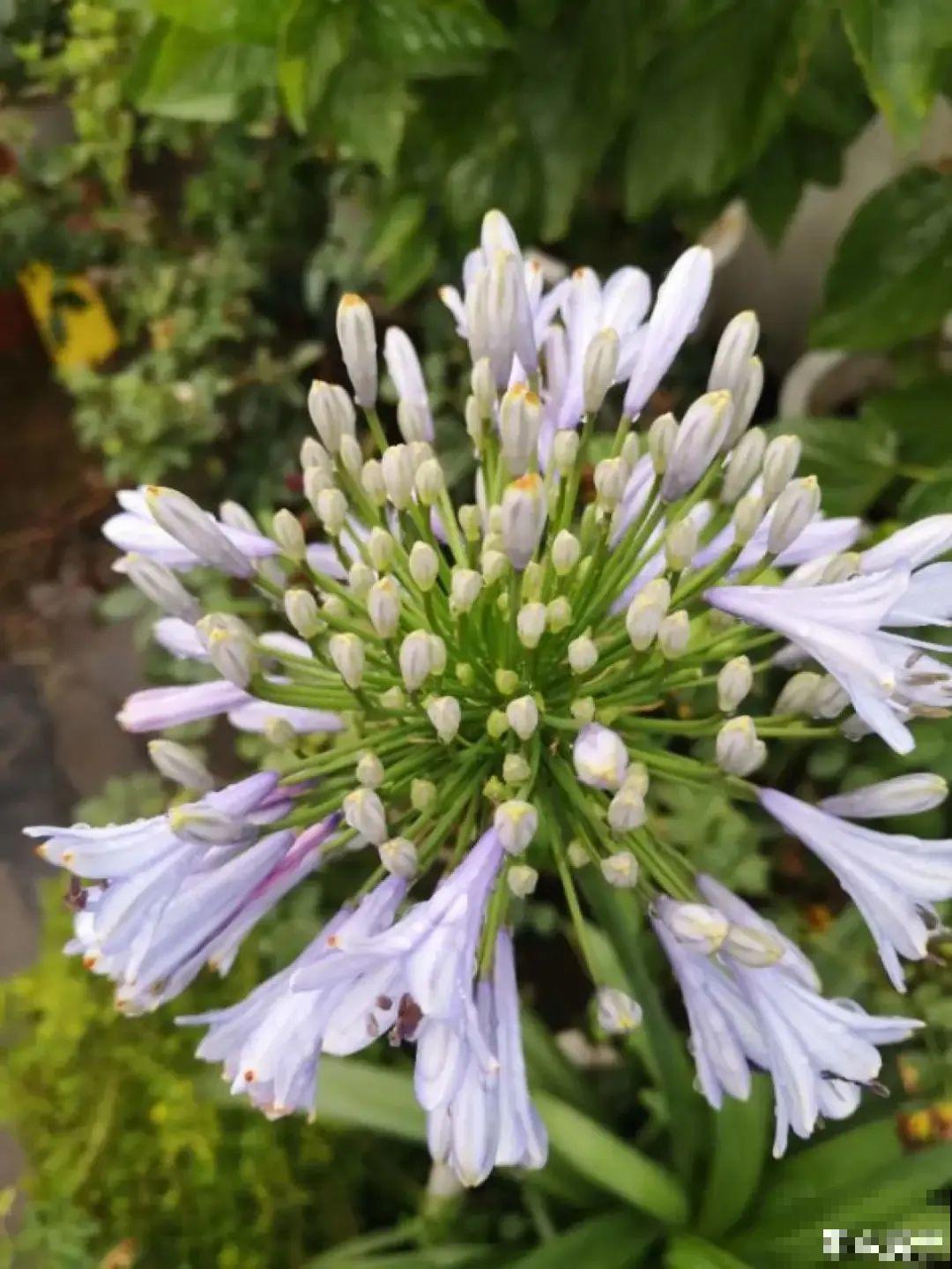 1种君子兰，个头能窜1米多，开花是梦幻蓝色，特迷人