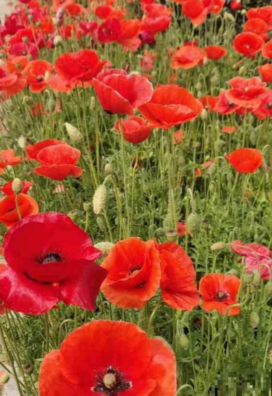 在家想养虞美人，注意做好这4点，每一盆都能开出漂亮的花！