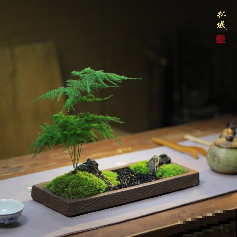 武竹枝条更加苍劲，一年四季绿油油，观赏性超强
