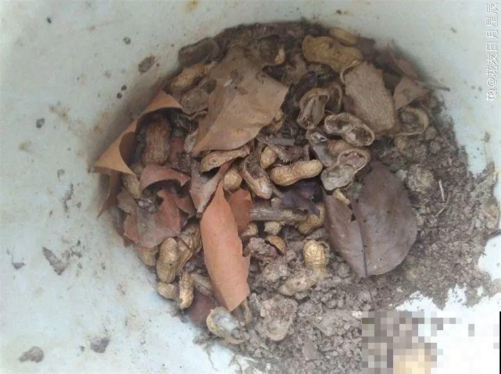 换盆用它垫盆底，养花效果非常好，花卉越长越旺盛！