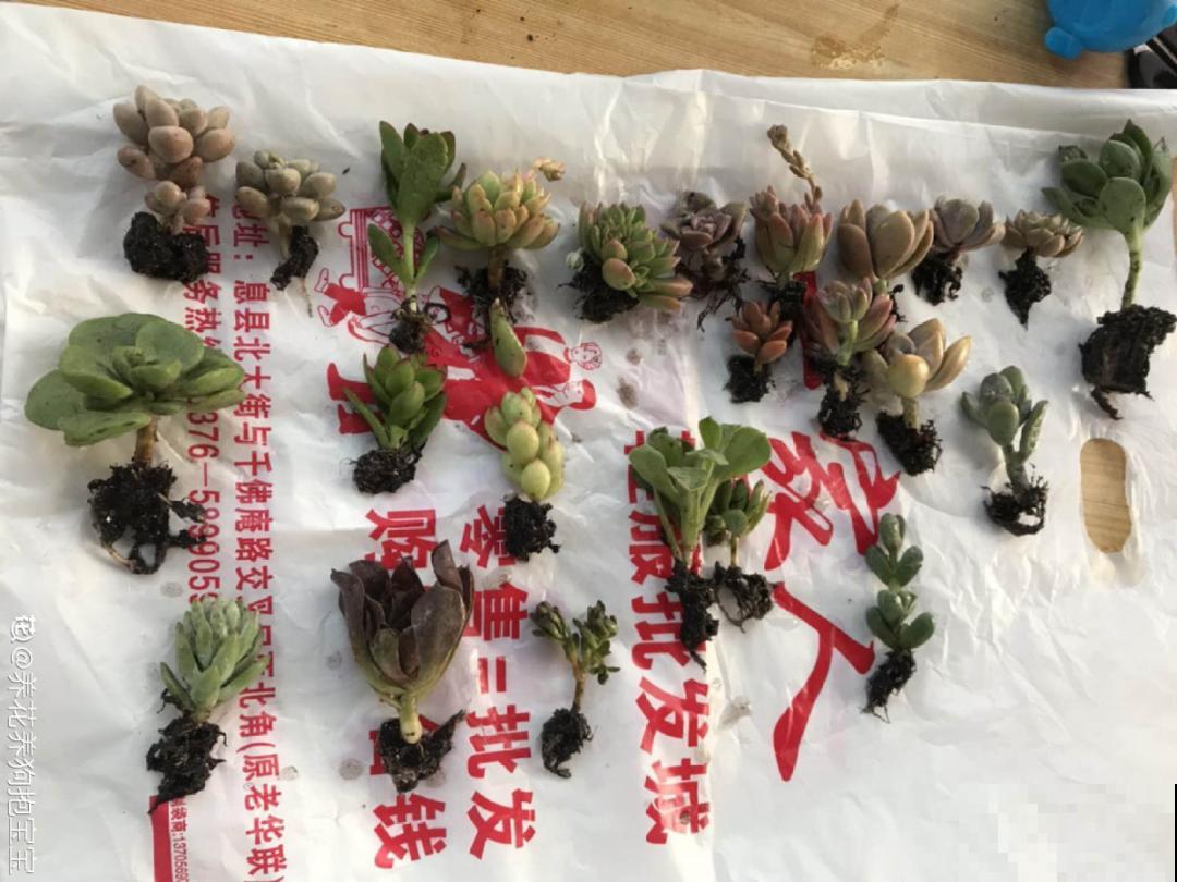冬天逛花市，花都便宜得像白菜，赶紧买！