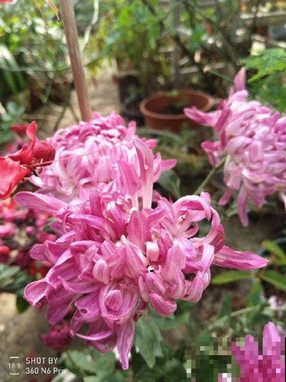 养花也讲究缘分，和花有缘的人，都有这5个特点