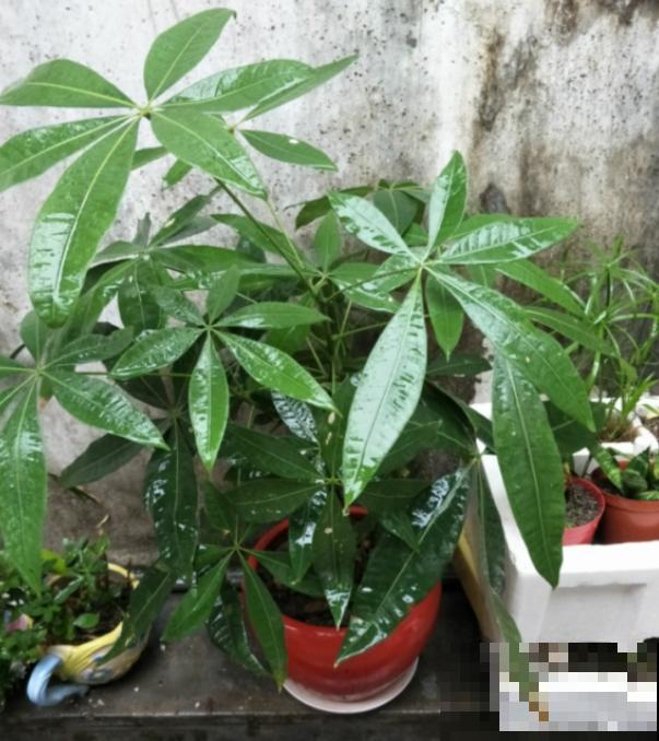 养护发财树,一定要做好这4点,才能枝繁叶茂! 养护发财树,一定要做好这4点,才能枝繁叶茂!