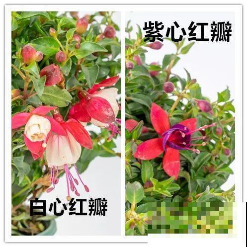 倒挂金钟开花像吊灯，满盆能开上百朵，颜值超高