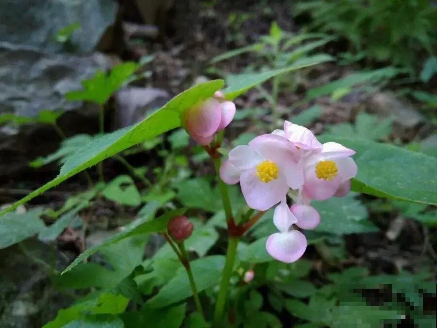 4种高颜值的秋海棠，耐阴好养，一年四季都有花赏！