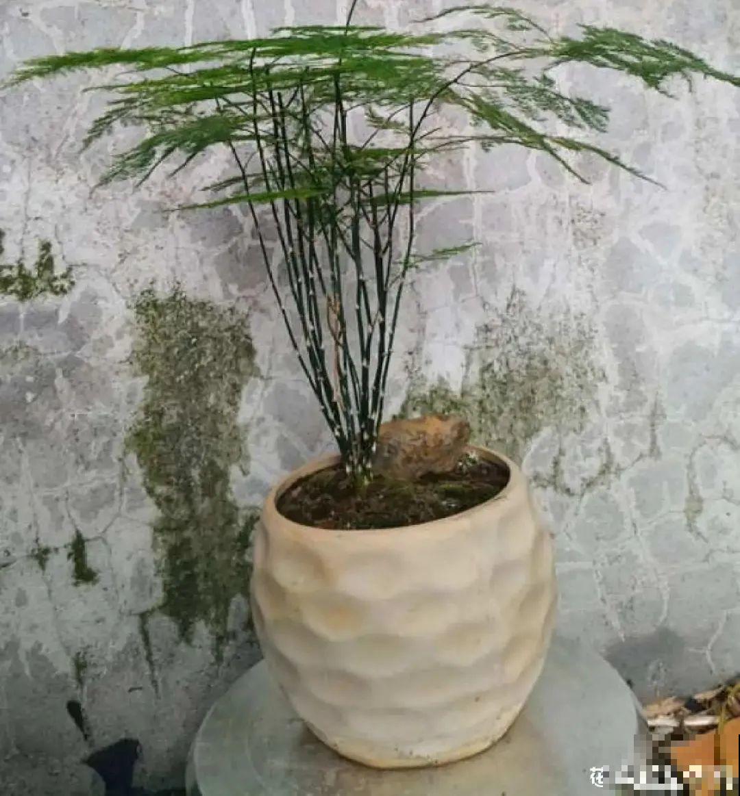 虎皮兰扒层土，嗖嗖冒芽，长得特旺