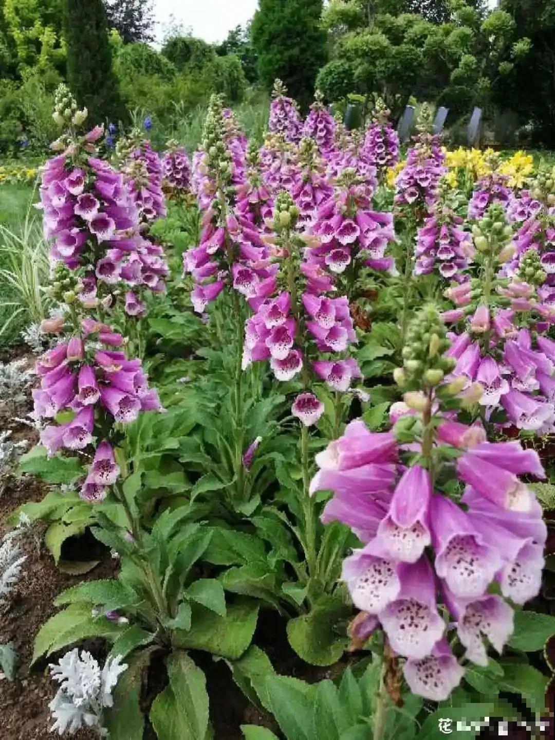 毛地黄名字不好听，可开花却超美，能长1米高