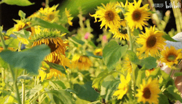 3年的时间，老院子变成大花园，过上塔莎奶奶一样的日子！