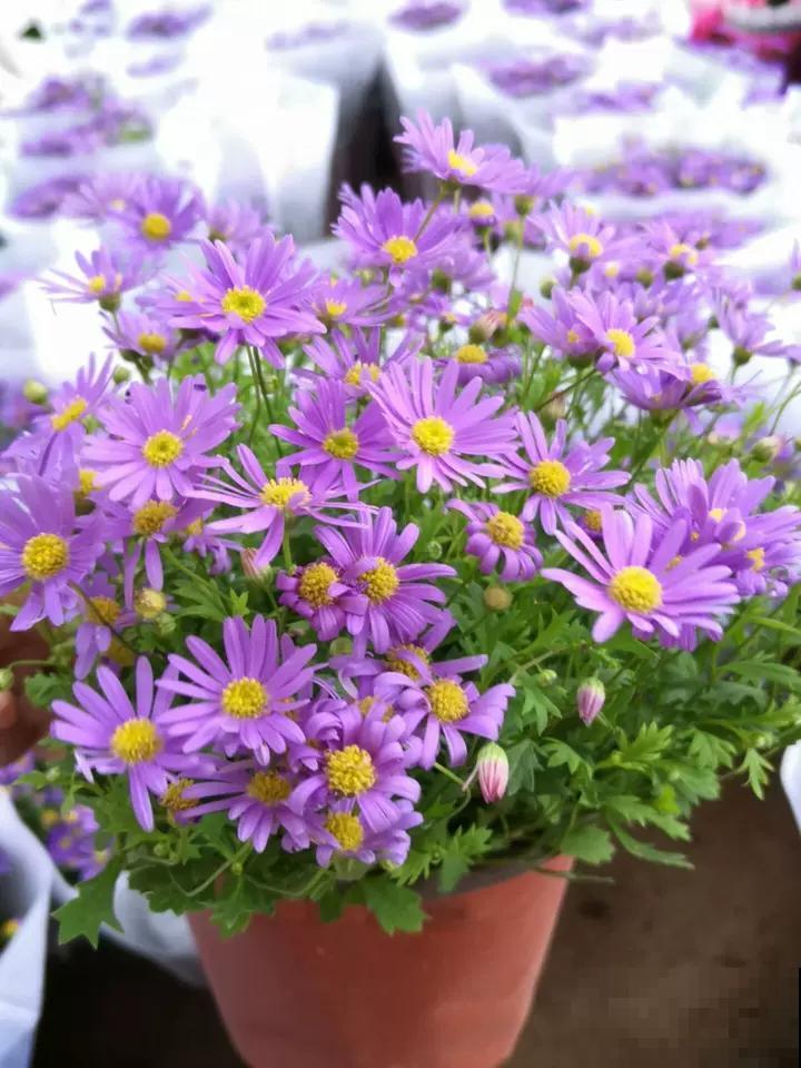 超级美的10种菊花,五彩缤纷,太好看了! 超级美的10种菊花,五彩缤纷,太好看了!