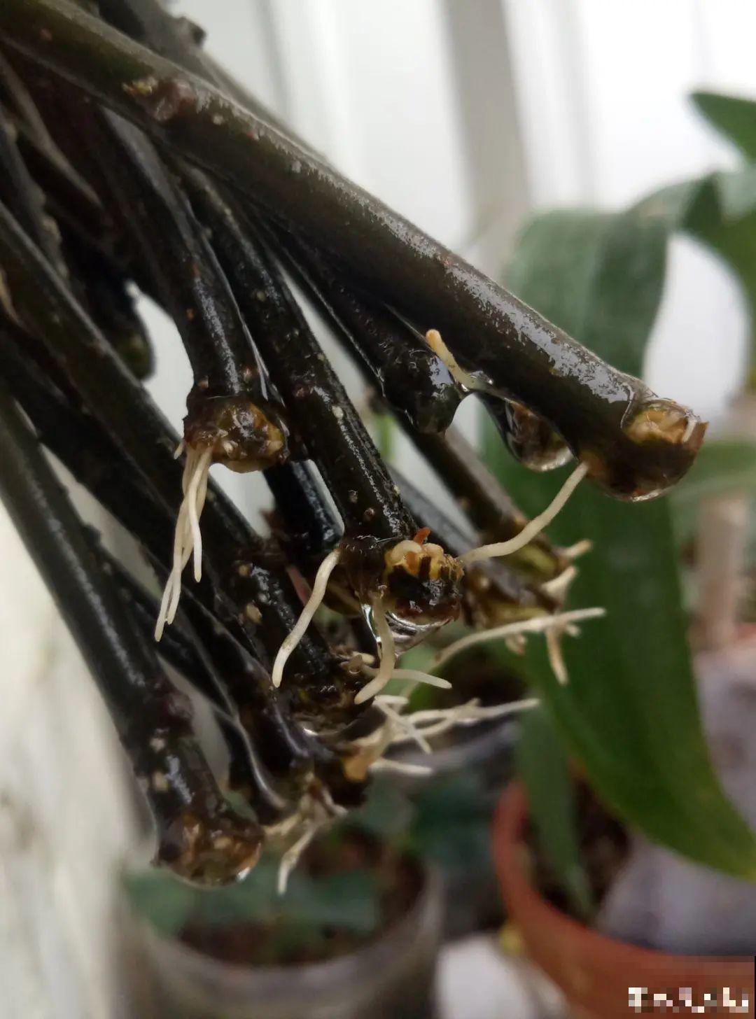 现在扦插超好活，剪根枝，捂3天，冒出狗牙根！