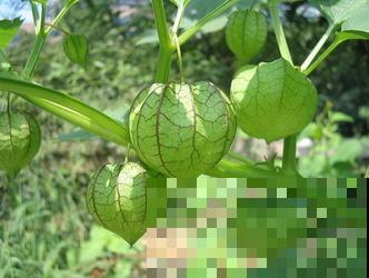 酸甜可口的灯笼果，在家种上一盆，好吃又好看！