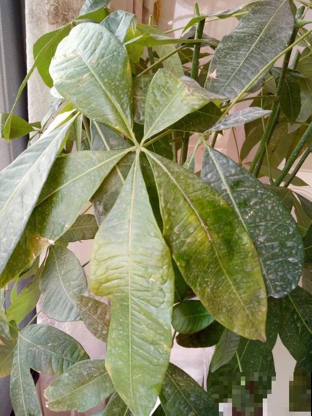 家里养这10种花,冻伤了要赶紧救,晚了就救不回来了 家里养这10种花,冻伤了要赶紧救,晚了就救不回来了