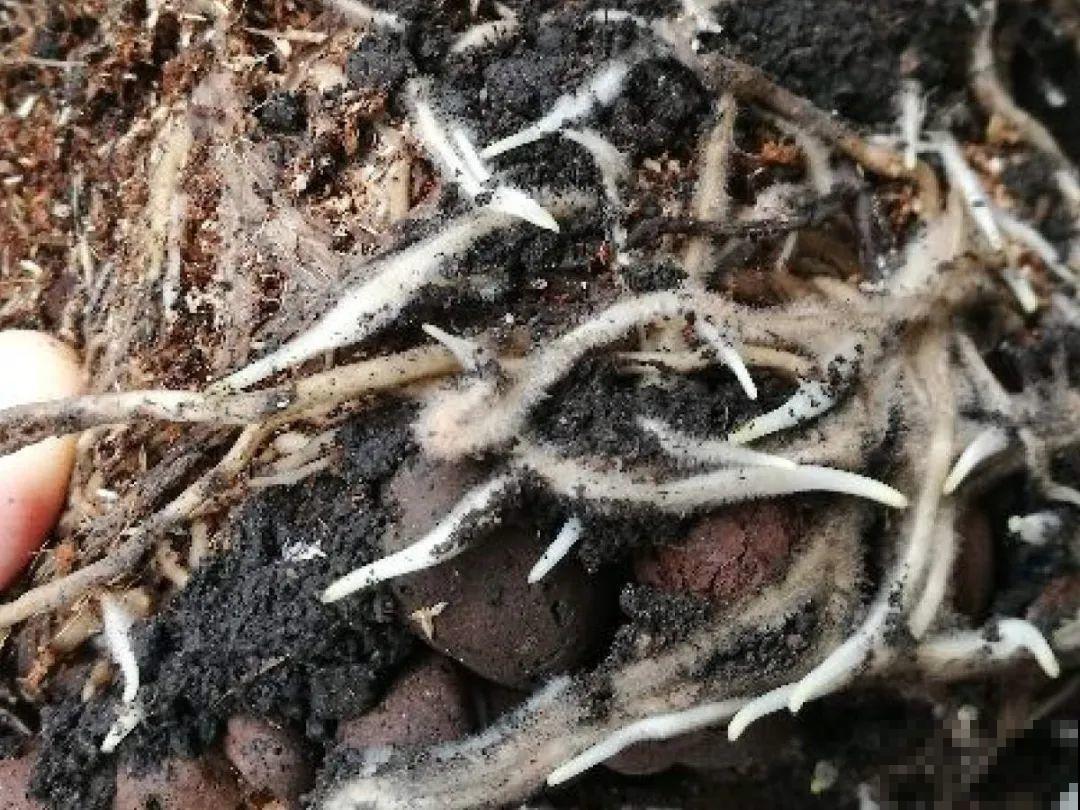 花盆里长了个“蛋”，赶紧换盆，否则必死无疑！