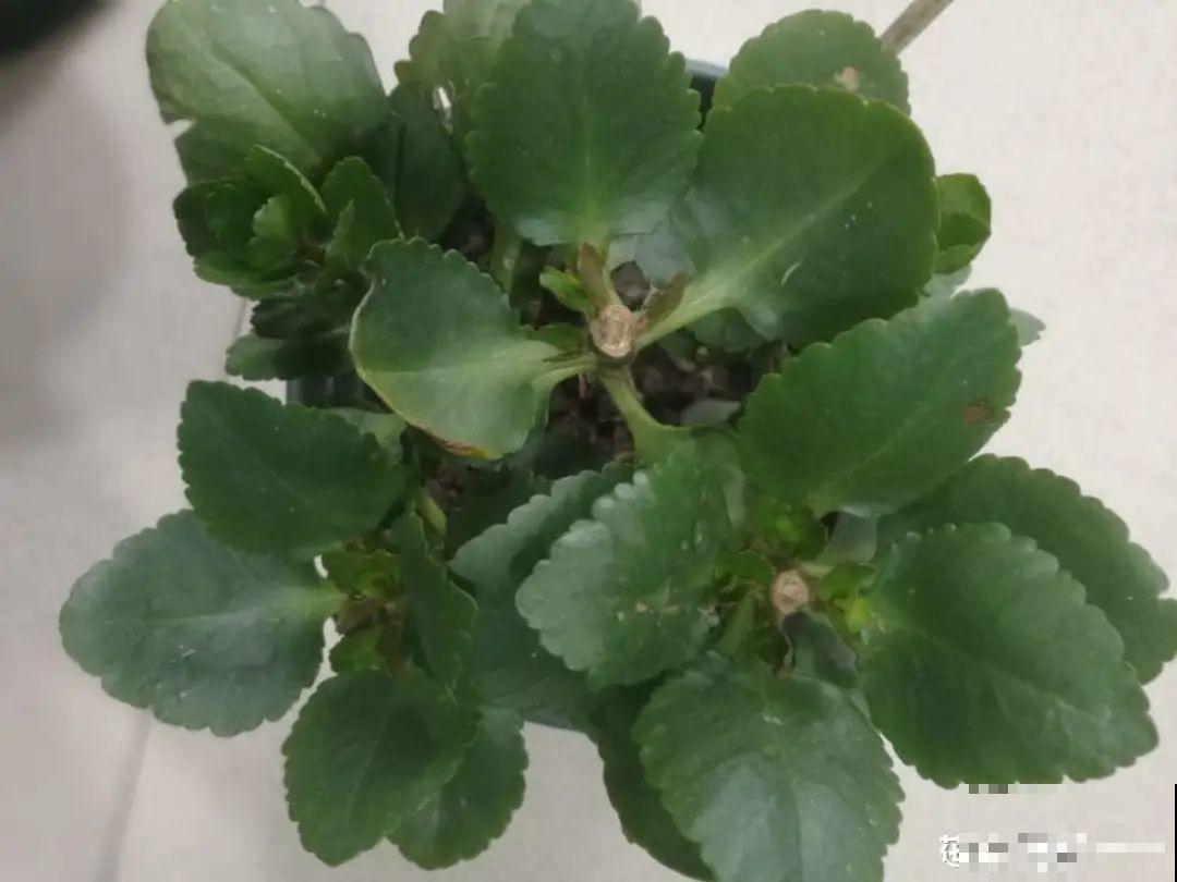 长寿花超全大养护，养爆盆的秘密，全在这里！