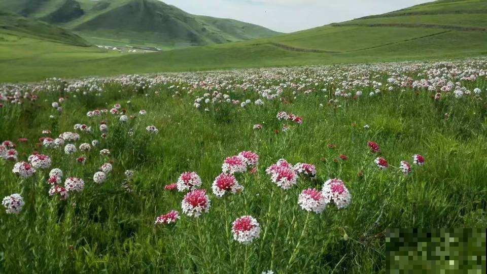 一种毒花要远离，花朵鲜艳含剧毒，却也有“温柔”一面