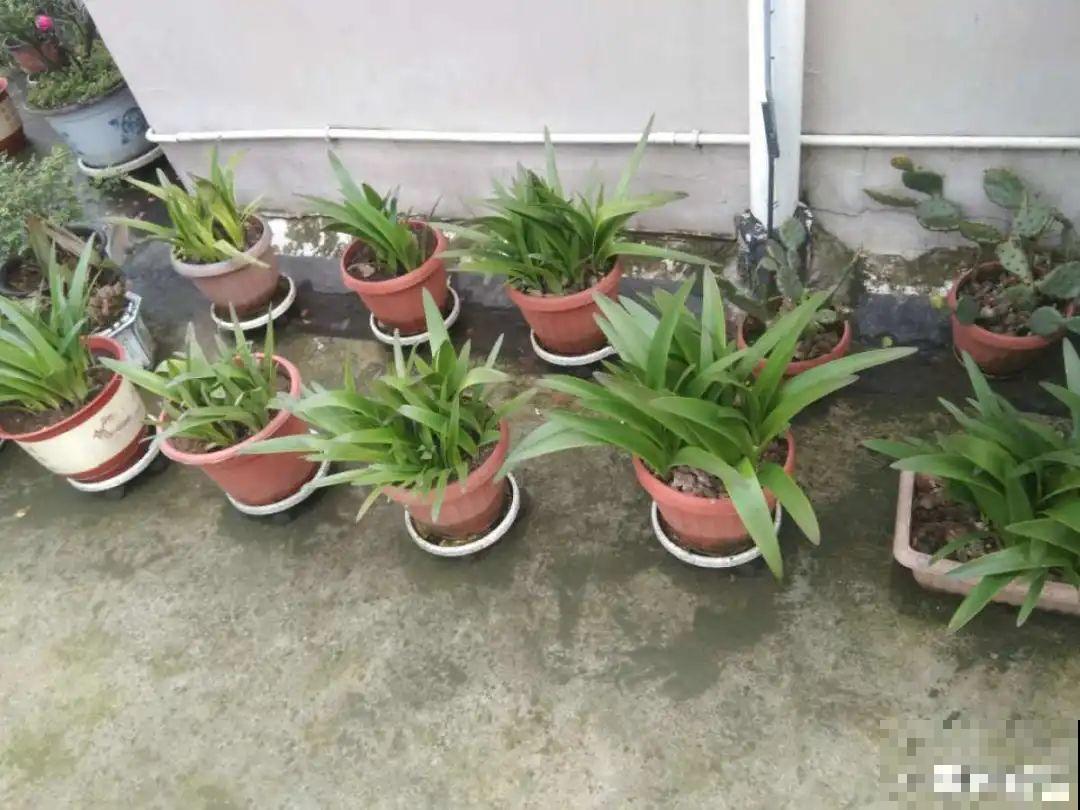 朱顶红埋土里，如何能年年开花，球变大、变多？