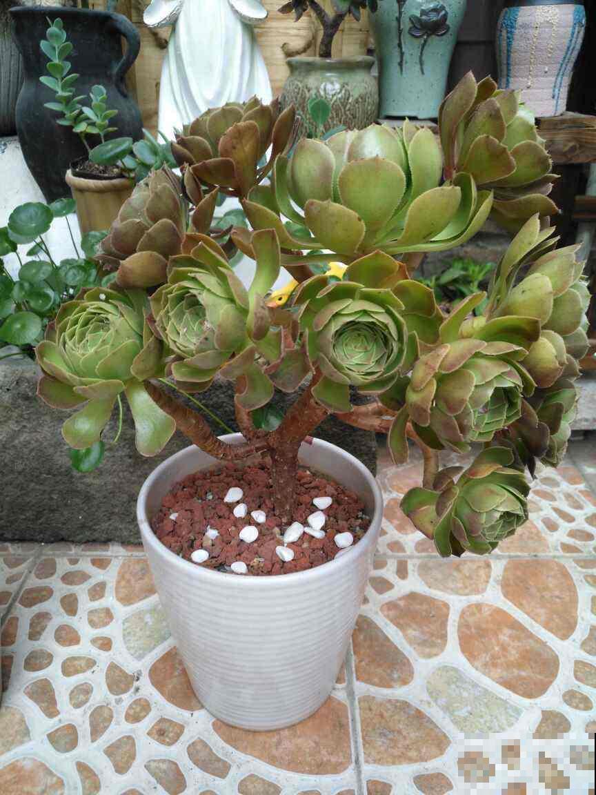 家里的两盆花，天天散发臭味，老妈还是舍不得扔，到底为啥？