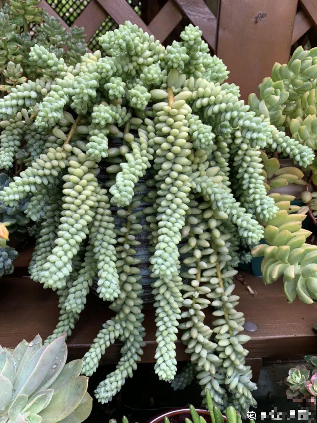 多肉老桩有多美，看着像是艺术品，造型超美